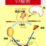 男性ホルモンの秘密