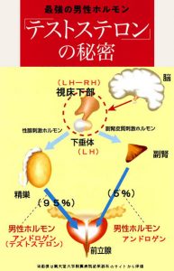 男性ホルモンの秘密