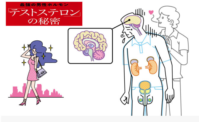 男性ホルモンの秘密