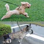 老若犬