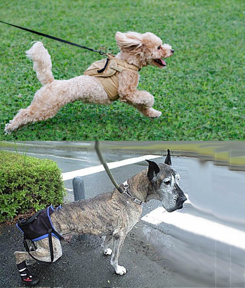 老若犬
